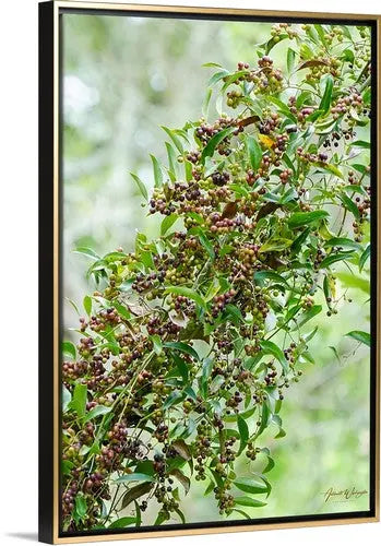 Berry Swag Antoinette Washington Photography