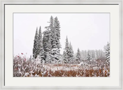 First Snow - Joy Antoinette Washington Photography