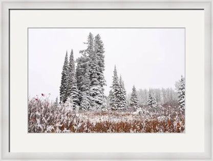 First Snow - Joy Antoinette Washington Photography