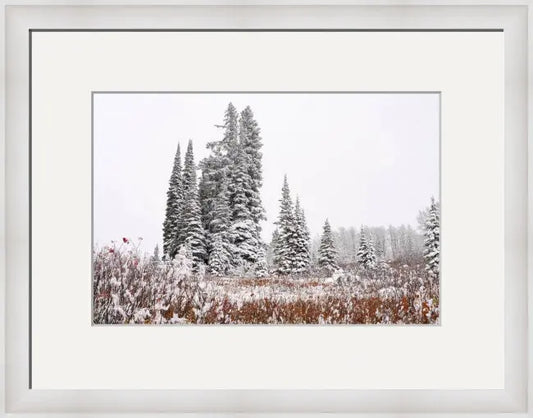 First Snow - Joy Antoinette Washington Photography