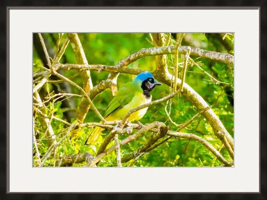 Green Jay Antoinette Washington Photography