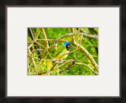 Green Jay Antoinette Washington Photography