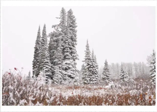 Christmas Cards 3517JOY (15pk) Antoinette Washington Photography